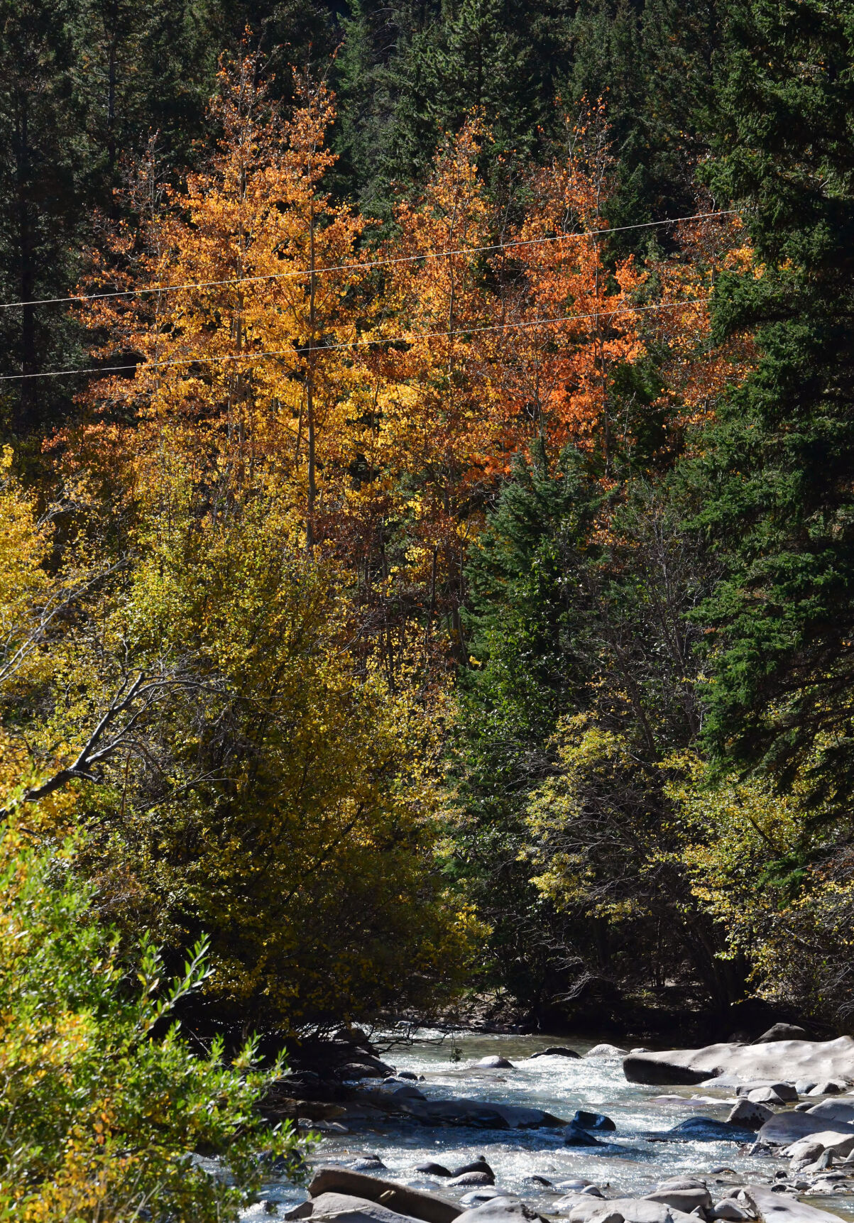 100420-news-trees 1396.jpg
